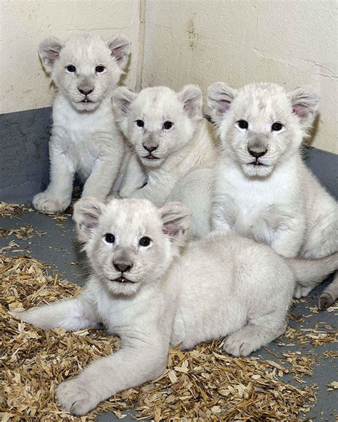 Toronto Zoo's white lion cubs on display through winter | WBFO