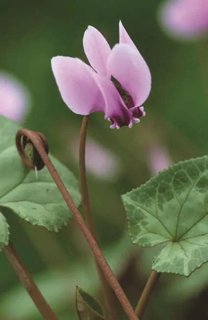 Grow indoor cyclamen for a burst of colour during February. Sarah Raven shows you how with her ...