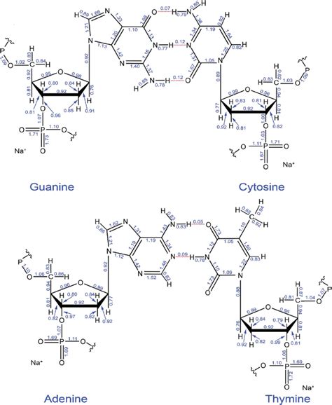 Computed DDEC6 bond orders in the guanine-cytosine and adenine-thymine ...