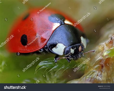 Closeup Ladybug On Green Moss Macro Stock Photo 1874197840 | Shutterstock