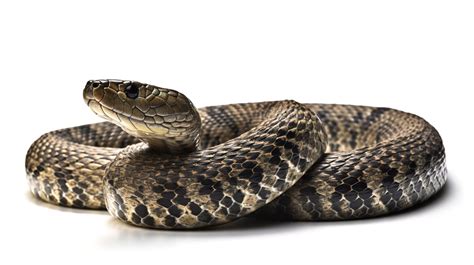 Una Serpiente Sobre Un Fondo Blanco, 3d King Cobra La Serpiente ...