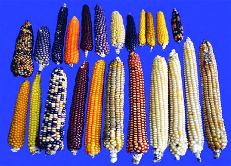 Maize collections showing variability in ear size, kernel colour and ...