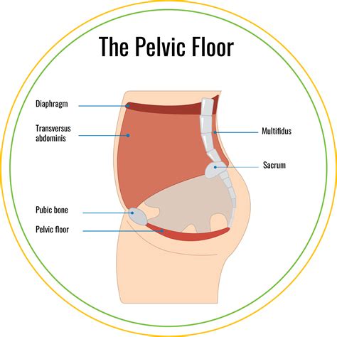 4 Week Postpartum Pelvic Floor Therapy – Kristen Johnson Brogan