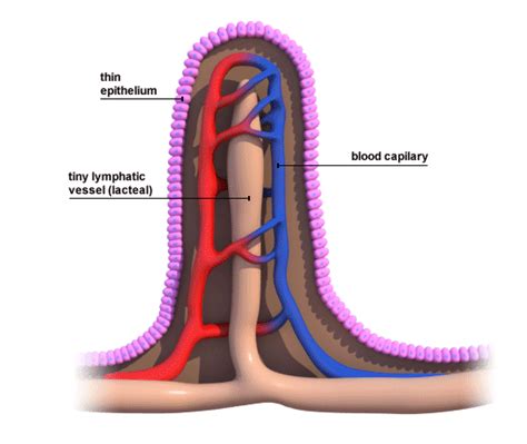 Small intestine - Digestive system