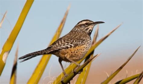 What Is the State Bird of Arizona? - 11 Facts