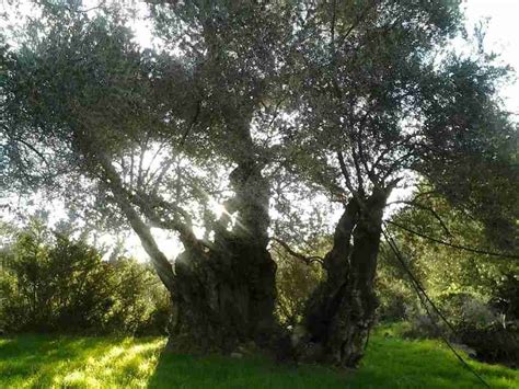 Olive tree | Crete Private Tour Guide