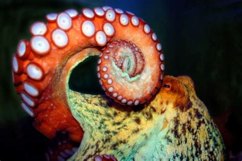 Cephalopods Are Taking Over the Oceans - Underwater360