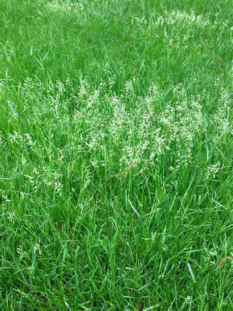 Seedheads in Lawns | ProLawnPlus