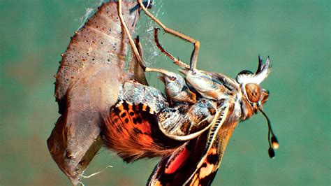 The new book of the insect metamorphosis expert, Xavier Bellés, is out ...