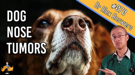 Dog Nasal Tumors (what you need to know about this cancer) — Our Pet's Health