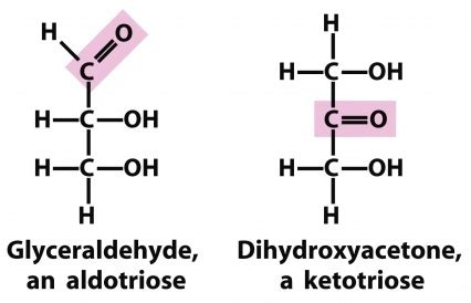 Monosaccharide Assignment Help Homework Help Online Live Tutoring Biology Help