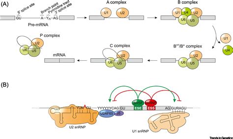 Anything but Ordinary – Emerging Splicing Mechanisms in Eukaryotic Gene Regulation: Trends in ...