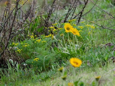 Columbia River Gorge Wildflowers - The Outdoor Adventure Kind