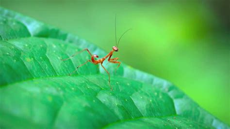 Juvenile. Red Praying Mantis. Swaying Stock Footage Video (100% Royalty-free) 14364022 ...