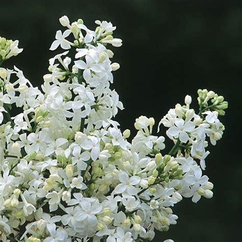 'Mount Baker' lilac - FineGardening | White flowering shrubs, Syringa, Lilac hedge