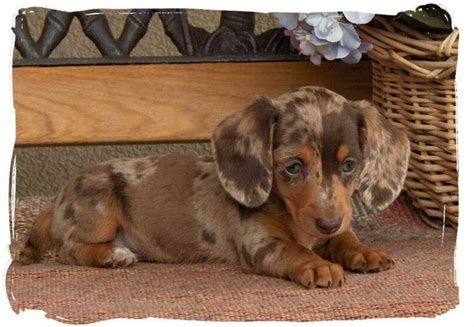 Dachshund Puppies For Sale Iowa