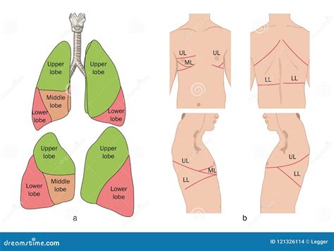 Location of lung lobes stock vector. Illustration of lobes - 121326114