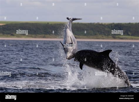 Rosemarkie dolphin hi-res stock photography and images - Alamy