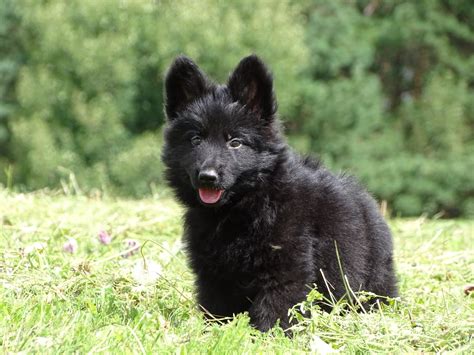 Black Long Haired German Shepherd Puppy Boy-RESERVED - Puppynet