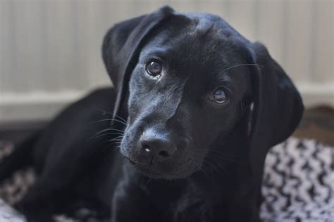 Black English Labrador Retriever Puppies