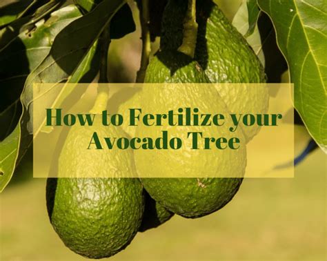 Avocado tree fertilizer | Gardenologist