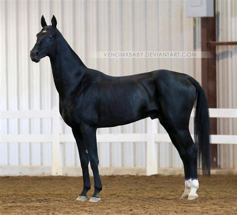 black akhal-teke stallion 2 by venomxbaby on DeviantArt