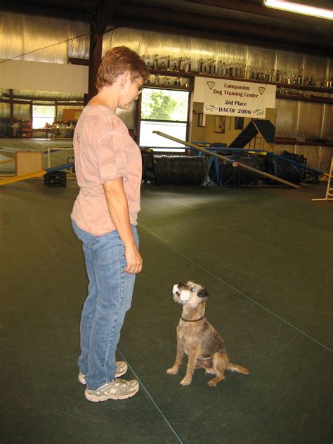 companion dog training | Dog Training