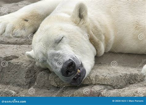 Polar Bear Sleeping Stock Photos - Image: 28261423