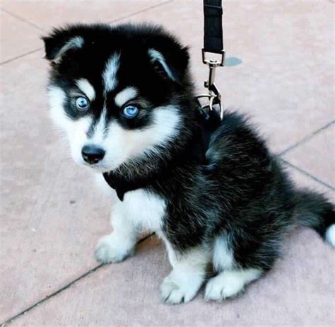 Baby Fluffy Husky ~ FUROSEMIDE