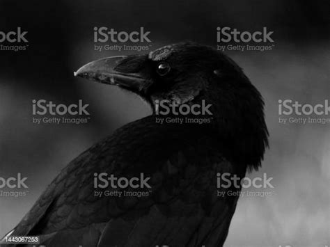 Raven Stock Photo - Download Image Now - Animal, Animal Body Part ...