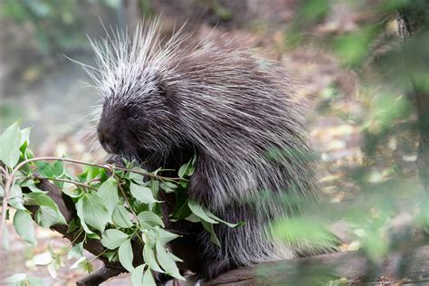 Cute! Baby porcupine debuts at Prospect Park Zoo • Brooklyn Paper