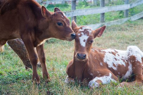 Farm Cow Baby