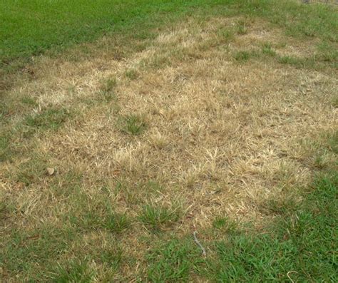 How to Get Rid of Brown Patches on My Lawn? - DTL Total Turf Care