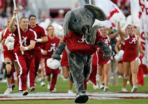 Big Al the Elephant Mascot One of Many Proud Alabama Football Traditions During Homecoming Week