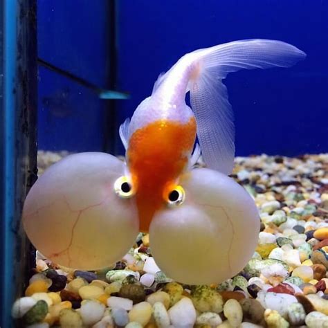 Bubble Eye Goldfish Care Guide - Your Aquarium Place