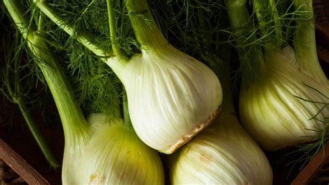 Grow fennel plant care varieties and harvest – Artofit