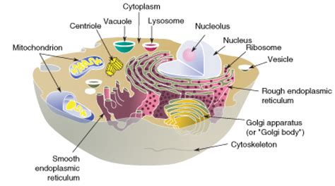 [DIAGRAM] Phospholipid Bilayer Cytosol Cell Diagram - MYDIAGRAM.ONLINE