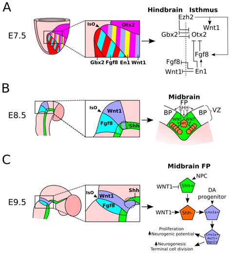 IJMS | Free Full-Text | Acquisition of the Midbrain Dopaminergic ...