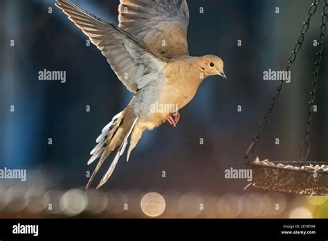 Mourning dove flight in backyard habitat Stock Photo - Alamy