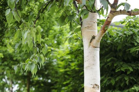 Betula albosinensis - BBC Gardeners World Magazine