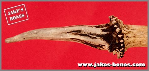 My muntjac deer skull : Jake's Bones