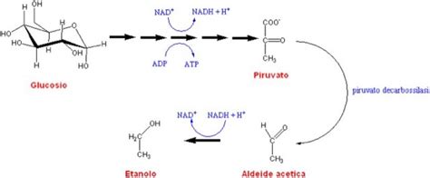 SapienteMente: Fermentazione alcolica: reazioni e biochimica