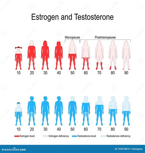 Niveles De Hormona Del Estrógeno Y De La Testosterona Ilustración del | SexiezPicz Web Porn