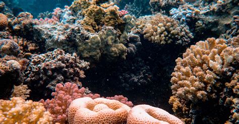 Underwater Photography Of Corals · Free Stock Photo