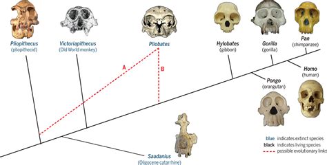 A window into ape evolution | Science