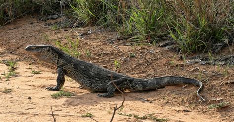 Black Throated Monitor Lizard - Learn About Nature