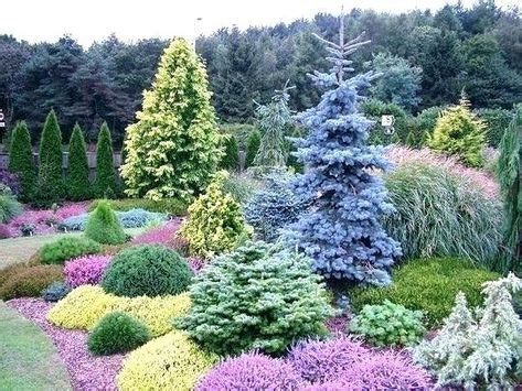 Spruce Landscaping Blue Spruce Fabulous Blue Spruce Landscaping Ideas | Evergreen garden ...