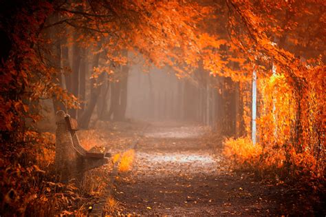 splendor, Leaves, Bench, Nature, Forest, Fall, Autumn, Path, Autumn, Splendor, Woods, Road ...