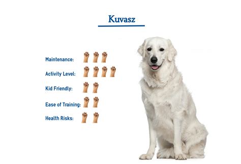 Kuvasz Dog Breed… Everything You Need to Know at a Glance!