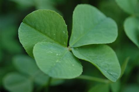 Fun Facts About Four-Leaf Clovers for St. Patrick's Day - Get All Viral Things In One Place